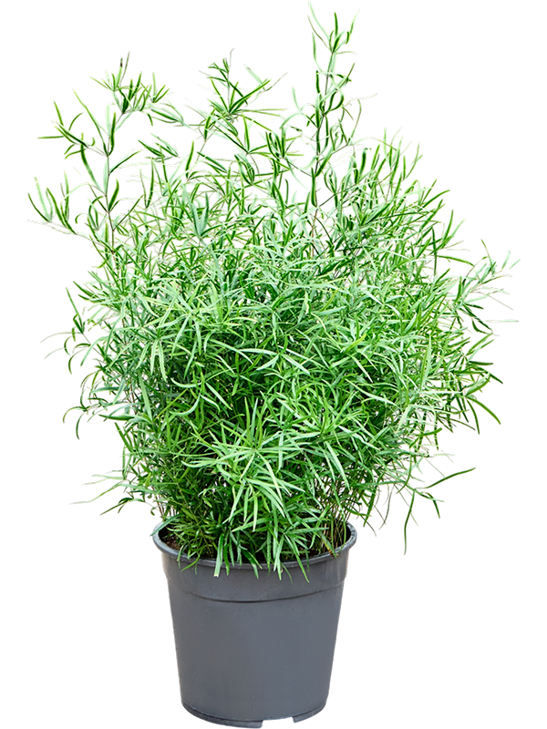 Asparagus falcatus