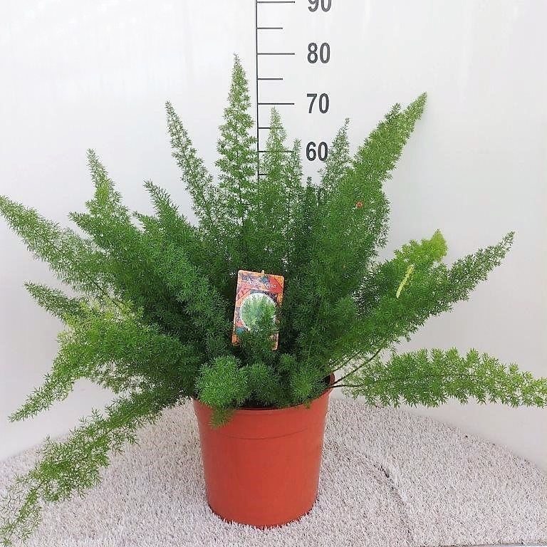 Asparagus densiflorus 'Myers'