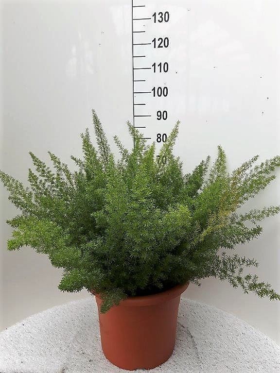 F00005289