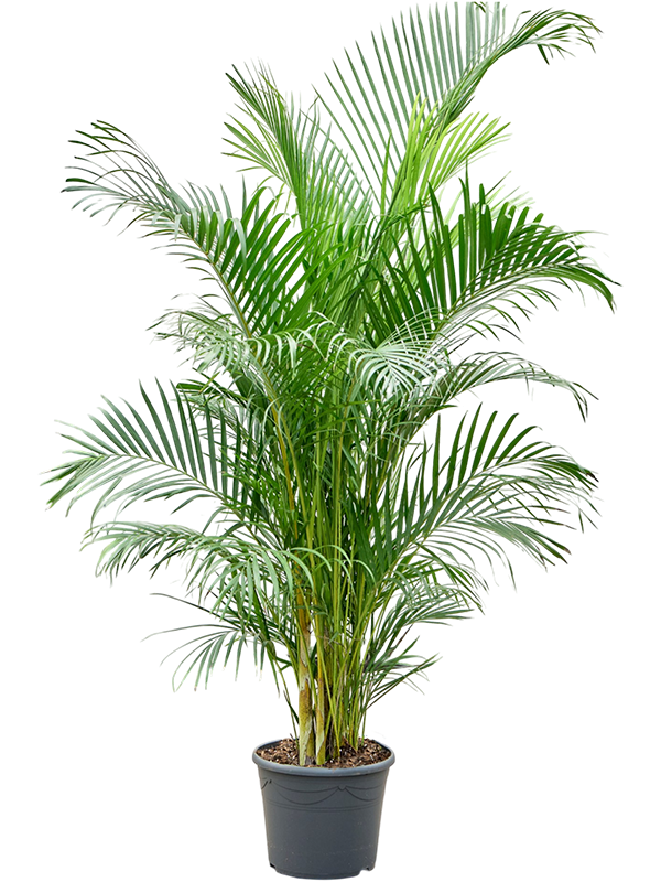Dypsis (Areca) lutescens