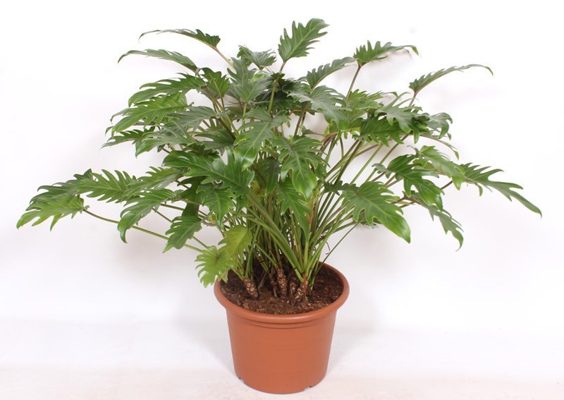 Philodendron xanadu