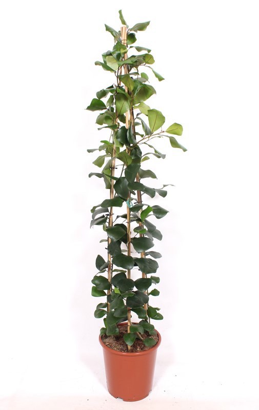 Ficus natalensis 'Trinova'