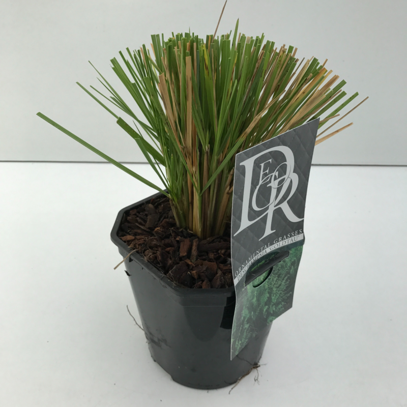 Deschampsia cespitosa 'Goldtau'