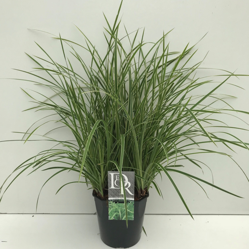 Carex morrowii 'Ice Dance'