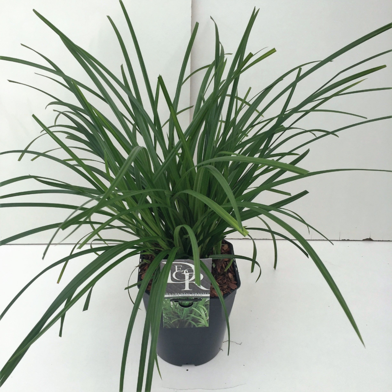 Carex Irisch Green