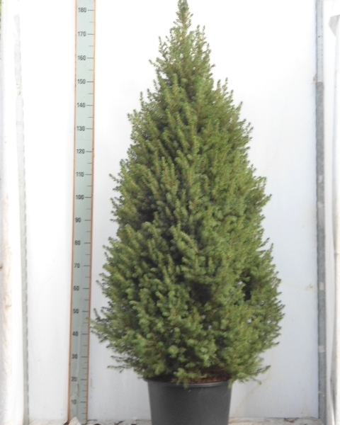 Picea glauca 'Conica'