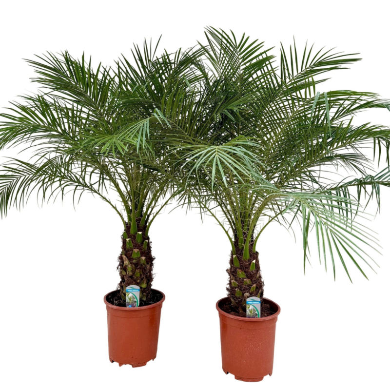 Phoenix roebelenii
