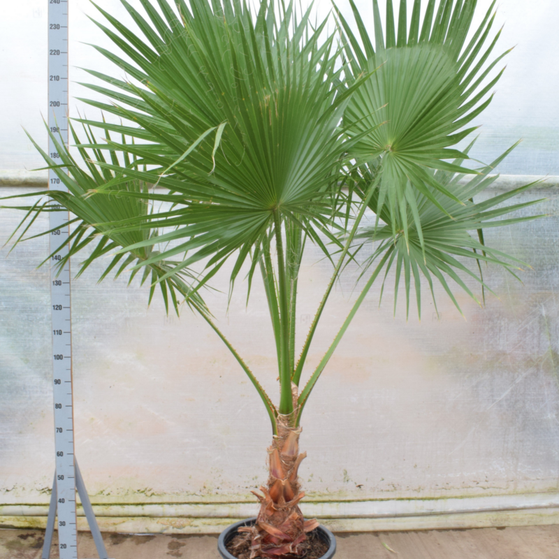 Washingtonia filifera
