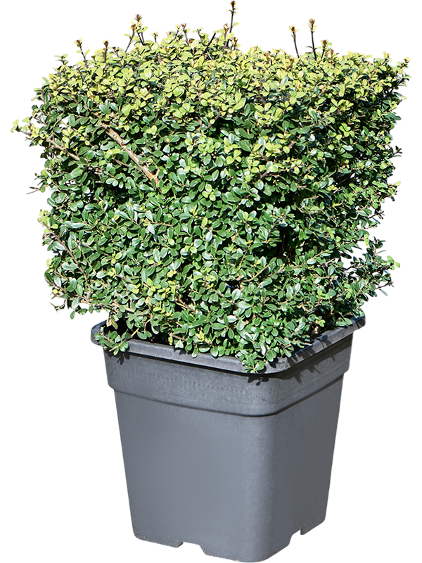 Ilex crenata Dark Green