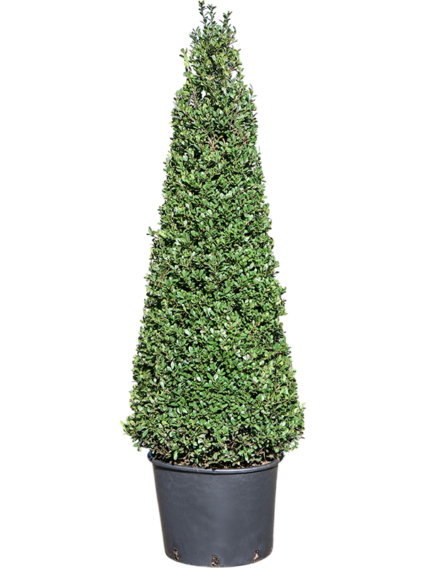Ilex crenata Dark Green