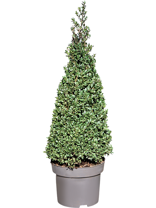 Ilex crenata Dark Green