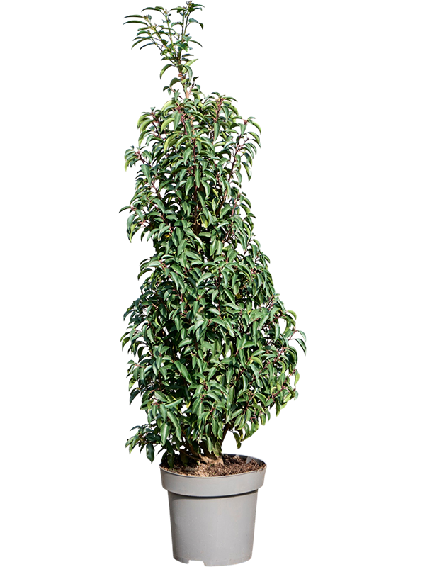 Prunus lusitanica 'Angustifolia'