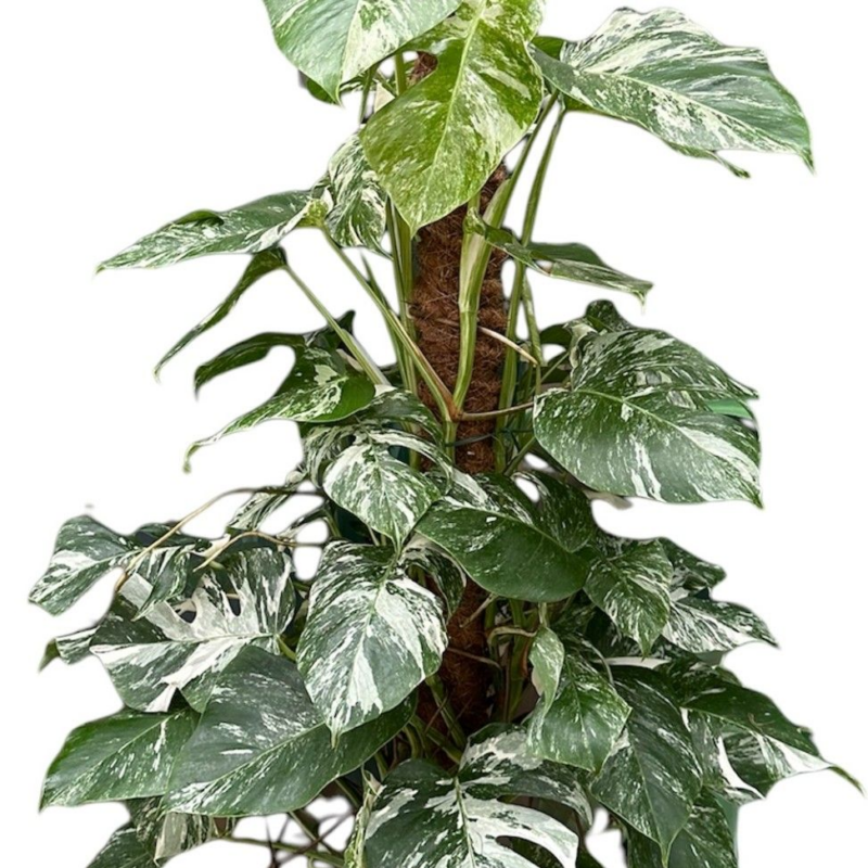 Monstera deliciosa 'Variegata'