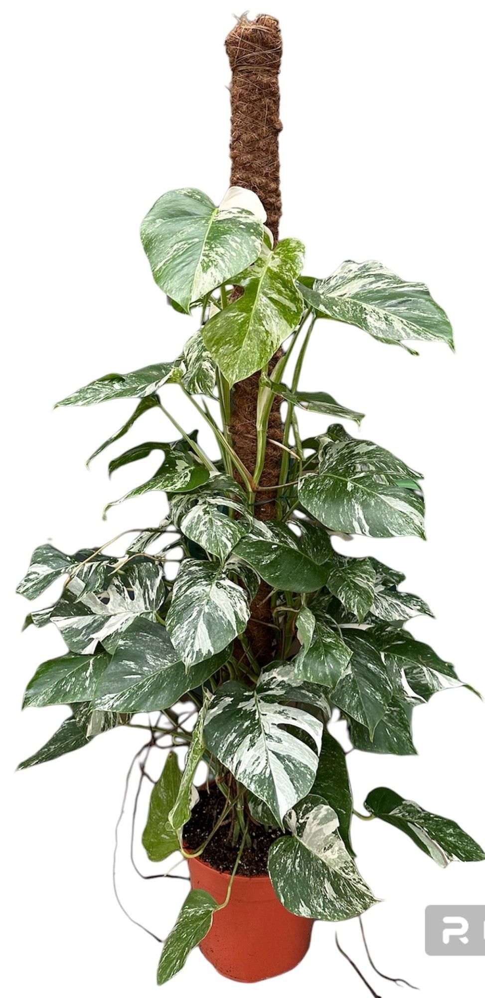 F00005516