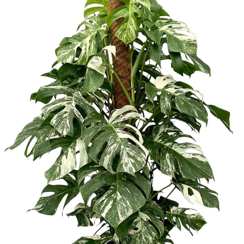 Monstera deliciosa 'Variegata'