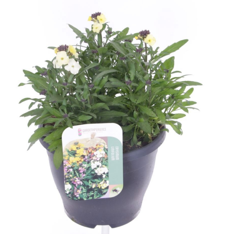 Erysimum linifolium